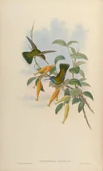 Chrysuronia humboldti